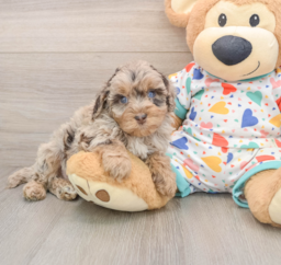 7 week old Havapoo Puppy For Sale - Windy City Pups