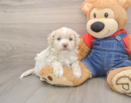 7 week old Havapoo Puppy For Sale - Windy City Pups