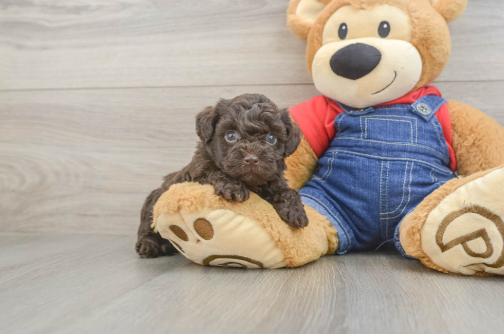 5 week old Havapoo Puppy For Sale - Windy City Pups