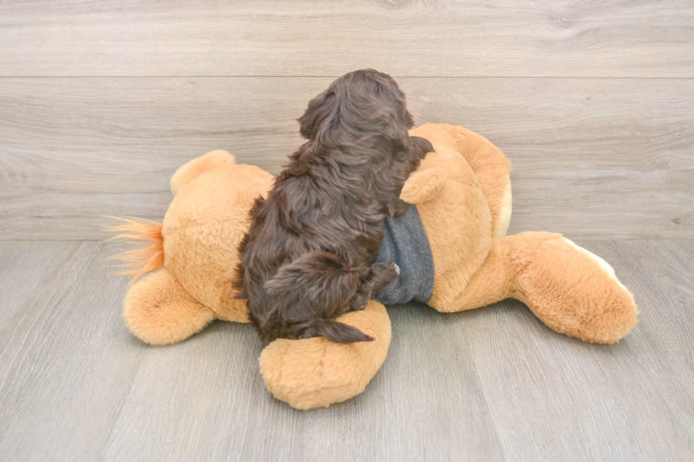 Havapoo Puppy for Adoption