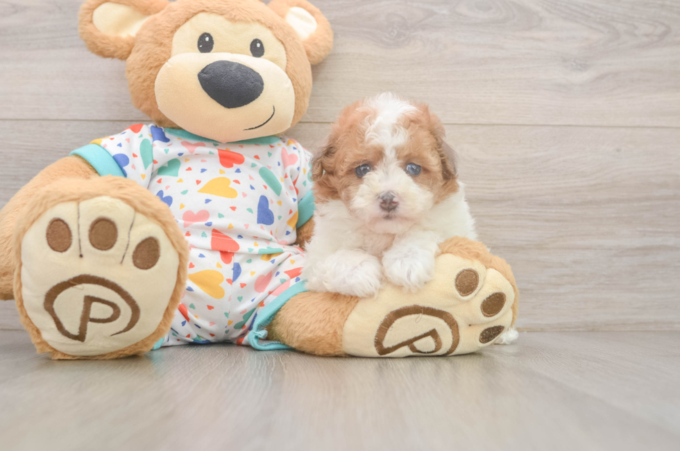 6 week old Havapoo Puppy For Sale - Windy City Pups