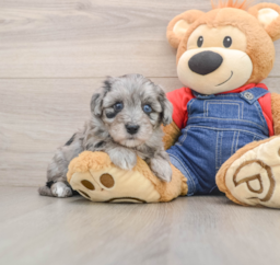 5 week old Havapoo Puppy For Sale - Windy City Pups