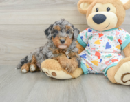 7 week old Havapoo Puppy For Sale - Windy City Pups