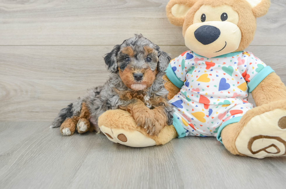 6 week old Havapoo Puppy For Sale - Windy City Pups