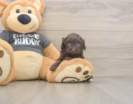 7 week old Havapoo Puppy For Sale - Windy City Pups