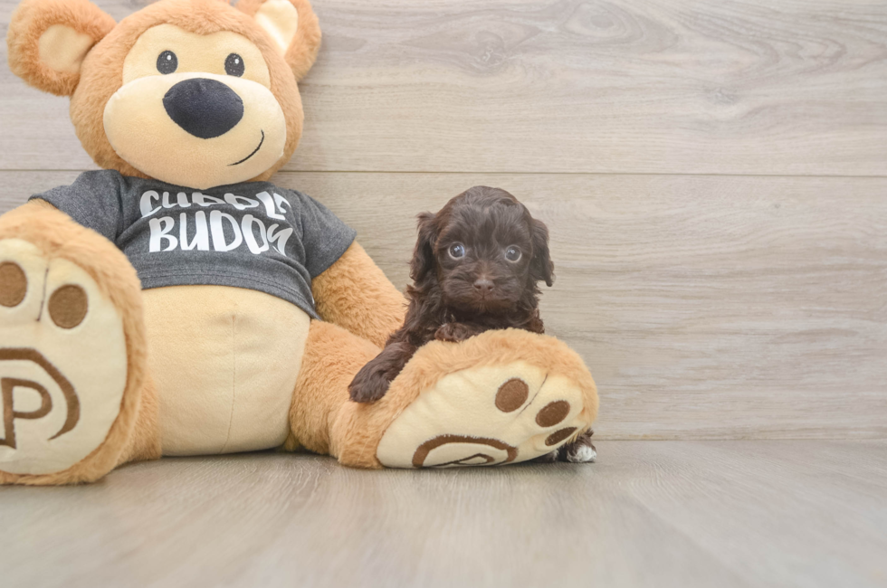 5 week old Havapoo Puppy For Sale - Windy City Pups