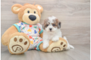 Popular Havapoo Poodle Mix Pup