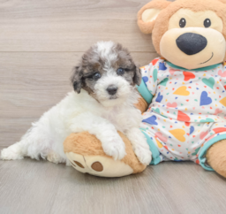 7 week old Havapoo Puppy For Sale - Windy City Pups