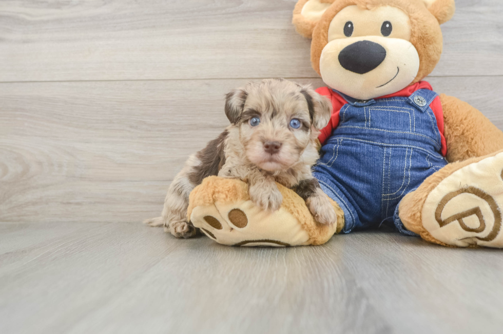 5 week old Havapoo Puppy For Sale - Windy City Pups