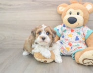 7 week old Havapoo Puppy For Sale - Windy City Pups