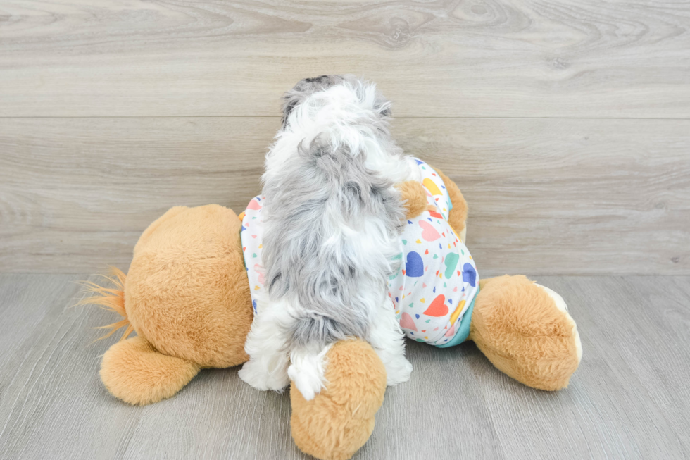 Fluffy Havapoo Poodle Mix Pup