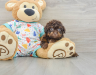 9 week old Havapoo Puppy For Sale - Windy City Pups