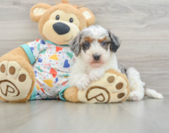 8 week old Havapoo Puppy For Sale - Windy City Pups