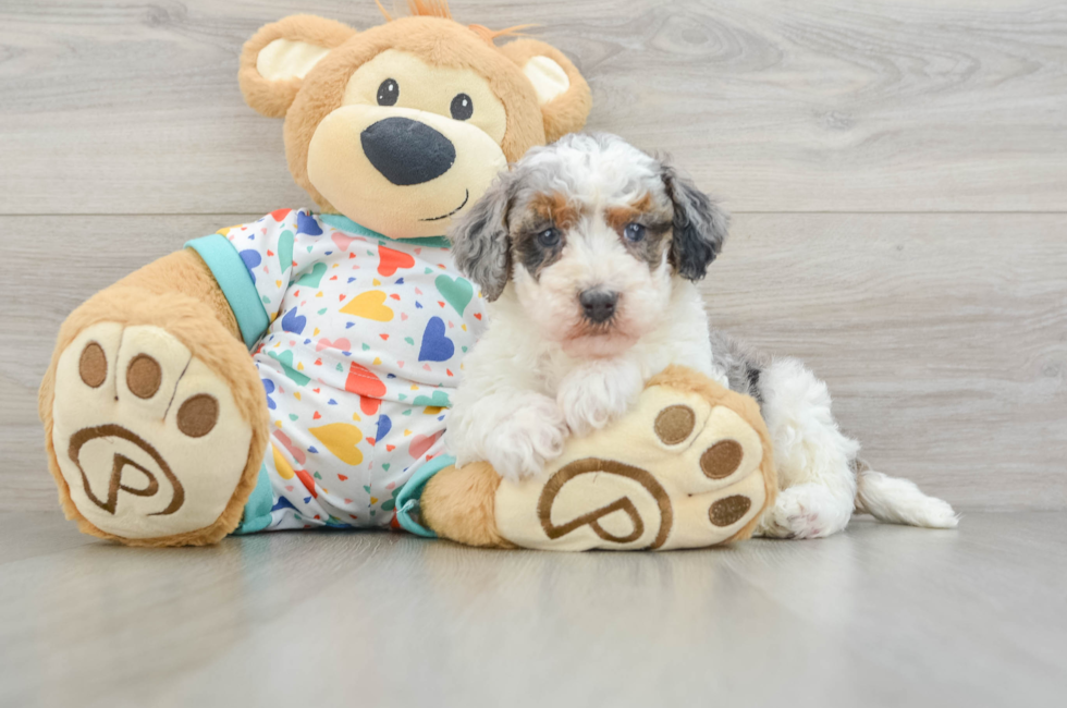 6 week old Havapoo Puppy For Sale - Windy City Pups