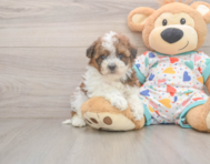 8 week old Havapoo Puppy For Sale - Windy City Pups