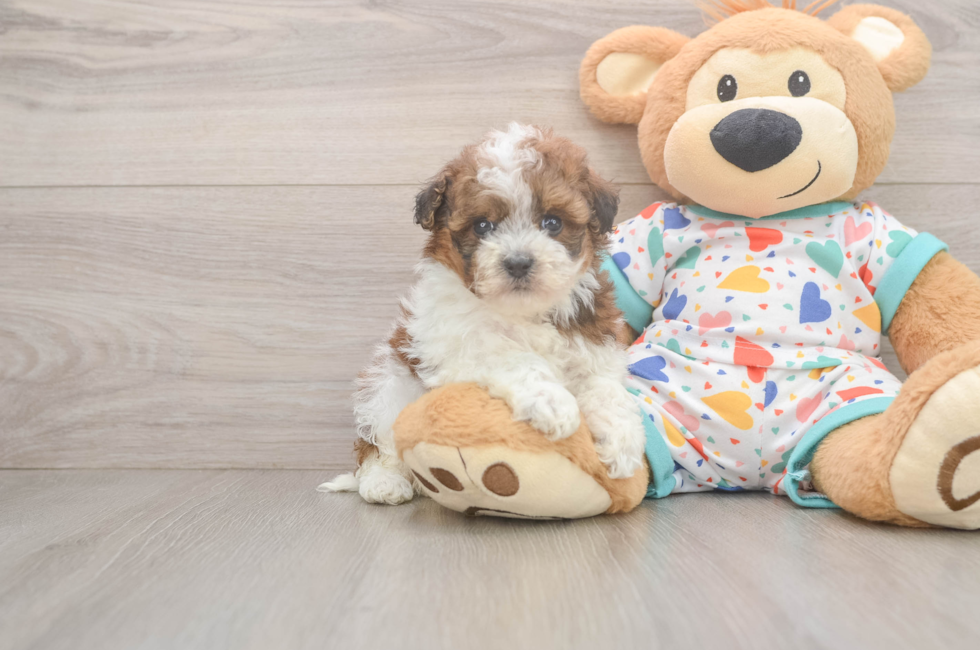 6 week old Havapoo Puppy For Sale - Windy City Pups