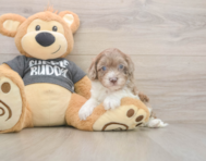 7 week old Havapoo Puppy For Sale - Windy City Pups