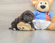 8 week old Havapoo Puppy For Sale - Windy City Pups