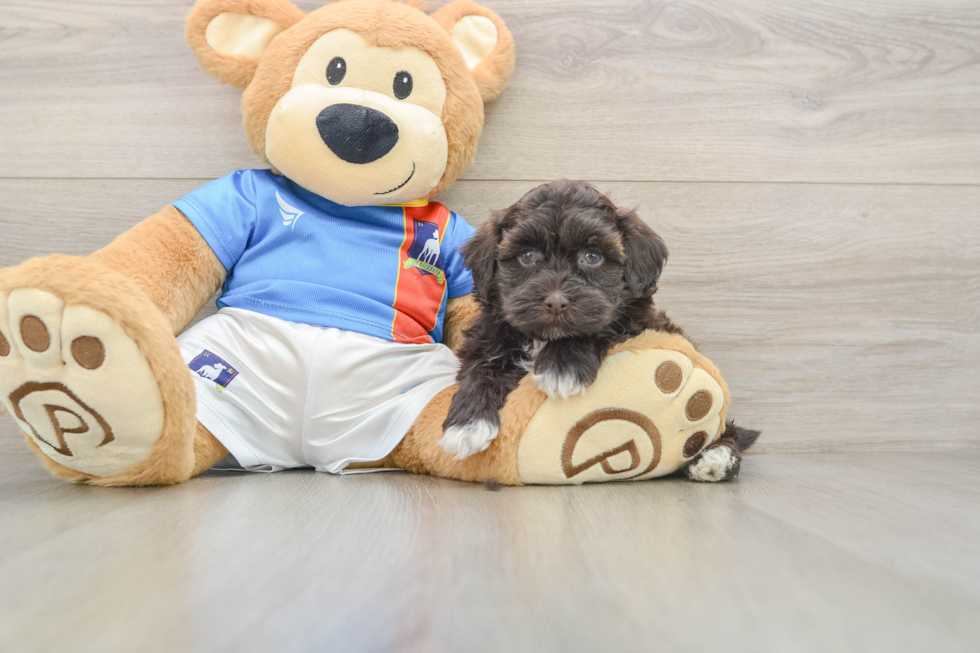 Havapoo Puppy for Adoption