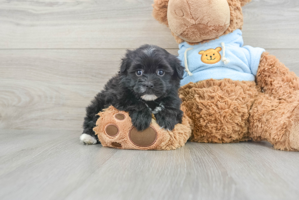 Hypoallergenic Havanese Poodle Mix Puppy