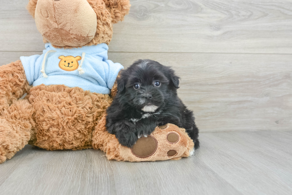 Energetic Havadoodle Poodle Mix Puppy