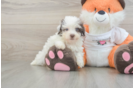 Popular Havapoo Poodle Mix Pup