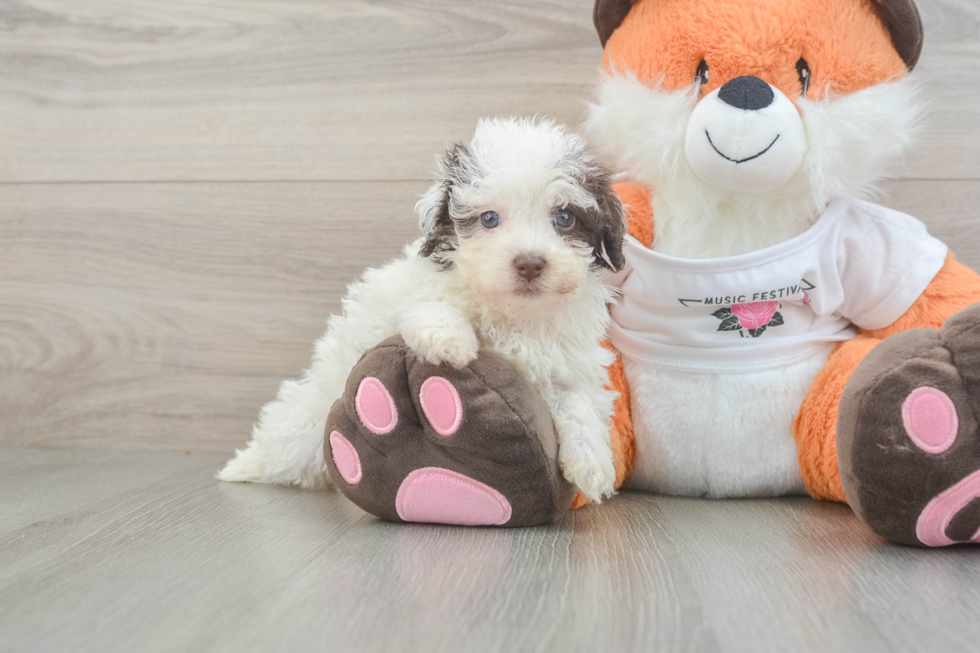 Popular Havapoo Poodle Mix Pup