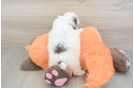 Best Havapoo Baby
