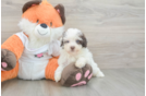Funny Havapoo Poodle Mix Pup