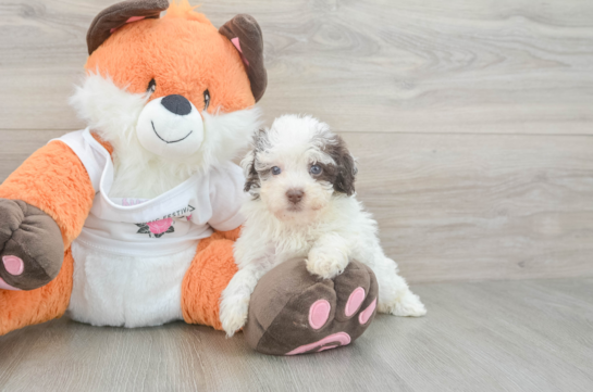 Funny Havapoo Poodle Mix Pup