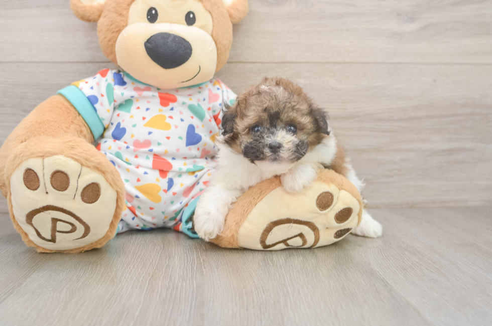 6 week old Havapoo Puppy For Sale - Windy City Pups