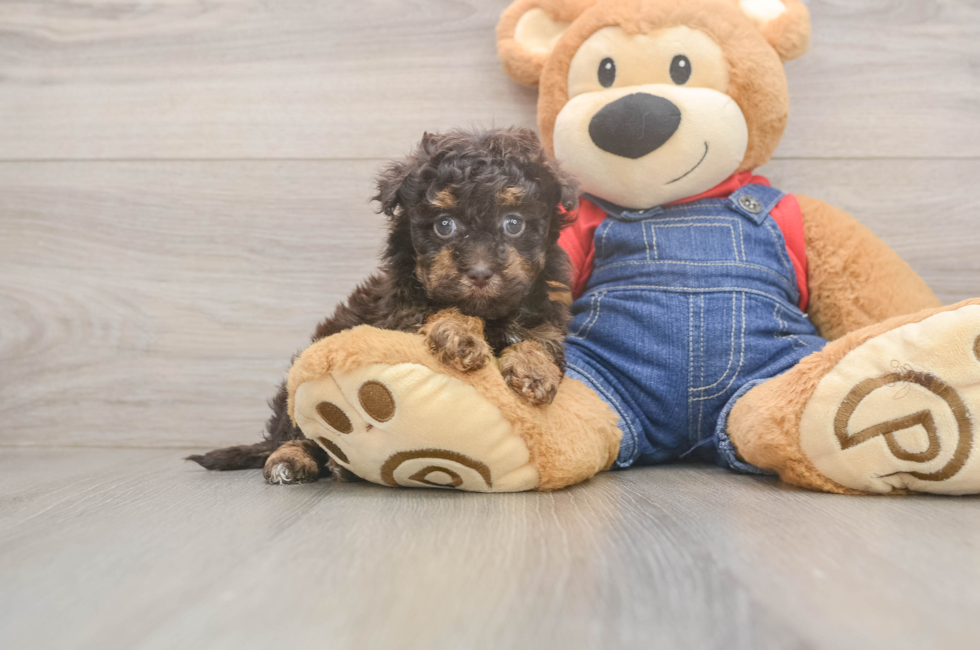 7 week old Havapoo Puppy For Sale - Windy City Pups
