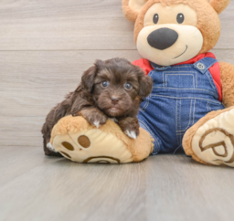 5 week old Havapoo Puppy For Sale - Windy City Pups
