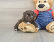 8 week old Havapoo Puppy For Sale - Windy City Pups