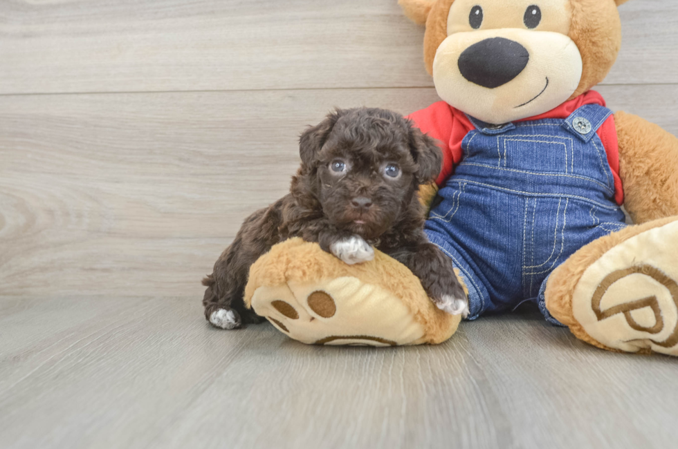 5 week old Havapoo Puppy For Sale - Windy City Pups