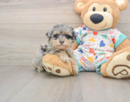 7 week old Havapoo Puppy For Sale - Windy City Pups