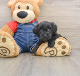 6 week old Havapoo Puppy For Sale - Windy City Pups