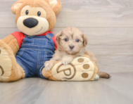 8 week old Havapoo Puppy For Sale - Windy City Pups