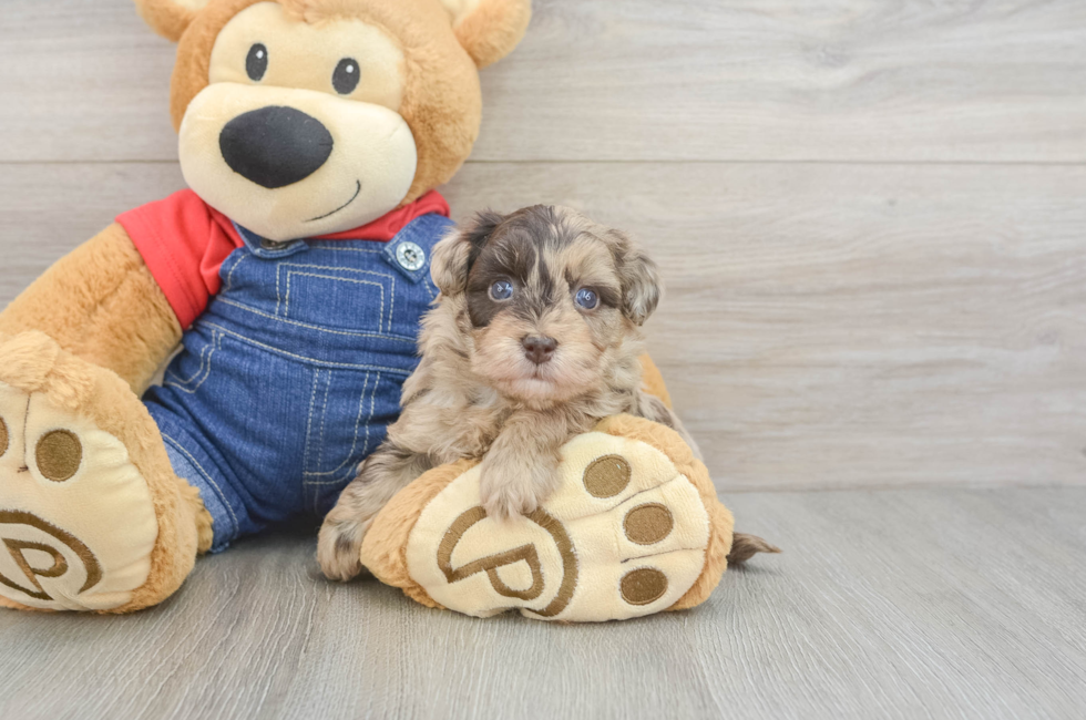 5 week old Havapoo Puppy For Sale - Windy City Pups