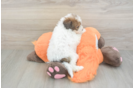 Small Havapoo Baby