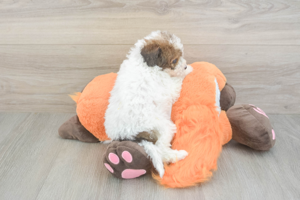 Small Havapoo Baby