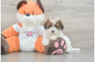 Small Havapoo Baby