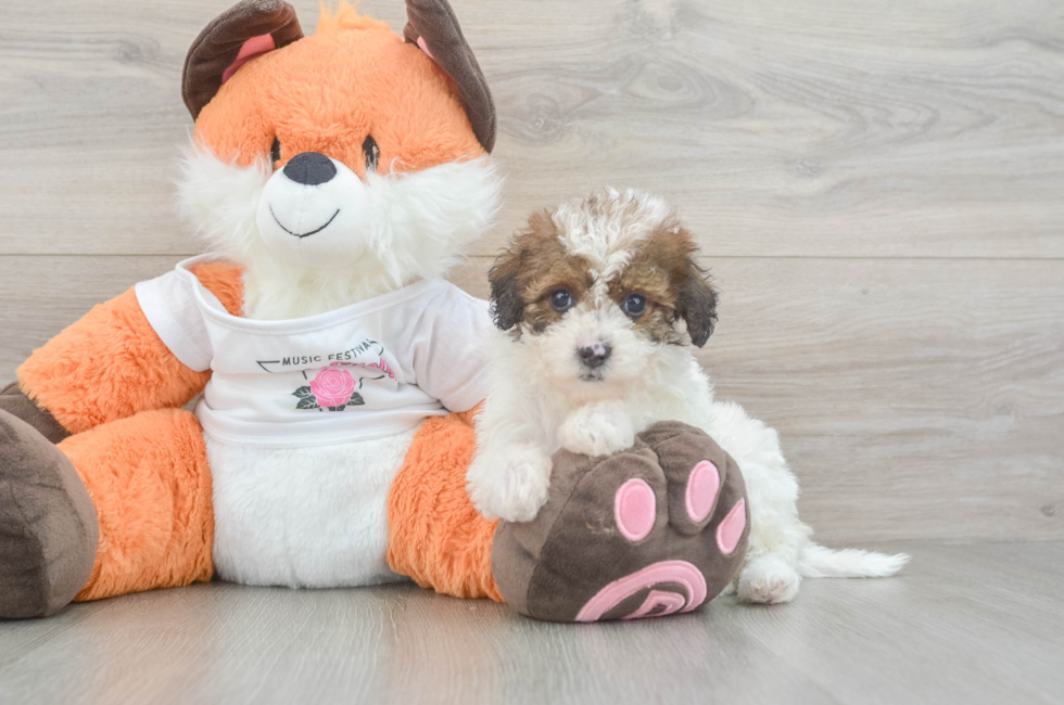 6 week old Havapoo Puppy For Sale - Windy City Pups