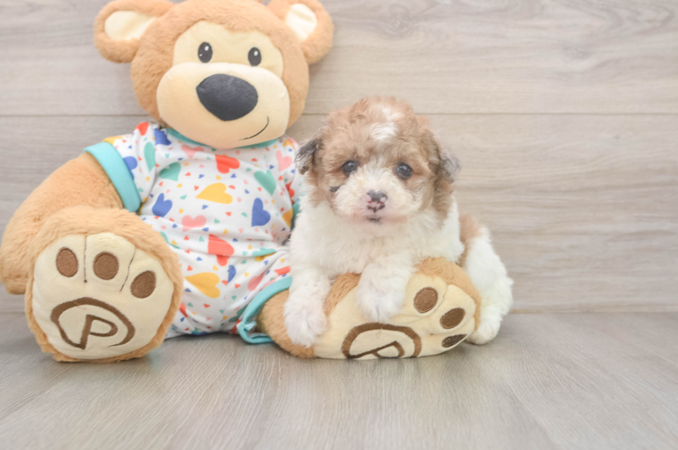 6 week old Havapoo Puppy For Sale - Windy City Pups