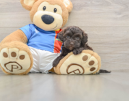 8 week old Havapoo Puppy For Sale - Windy City Pups