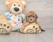 7 week old Havapoo Puppy For Sale - Windy City Pups