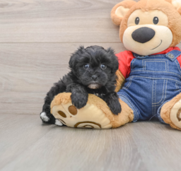 6 week old Havapoo Puppy For Sale - Windy City Pups