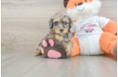 Havapoo Pup Being Cute