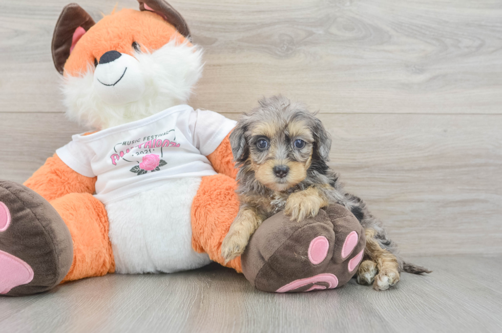 6 week old Havapoo Puppy For Sale - Windy City Pups