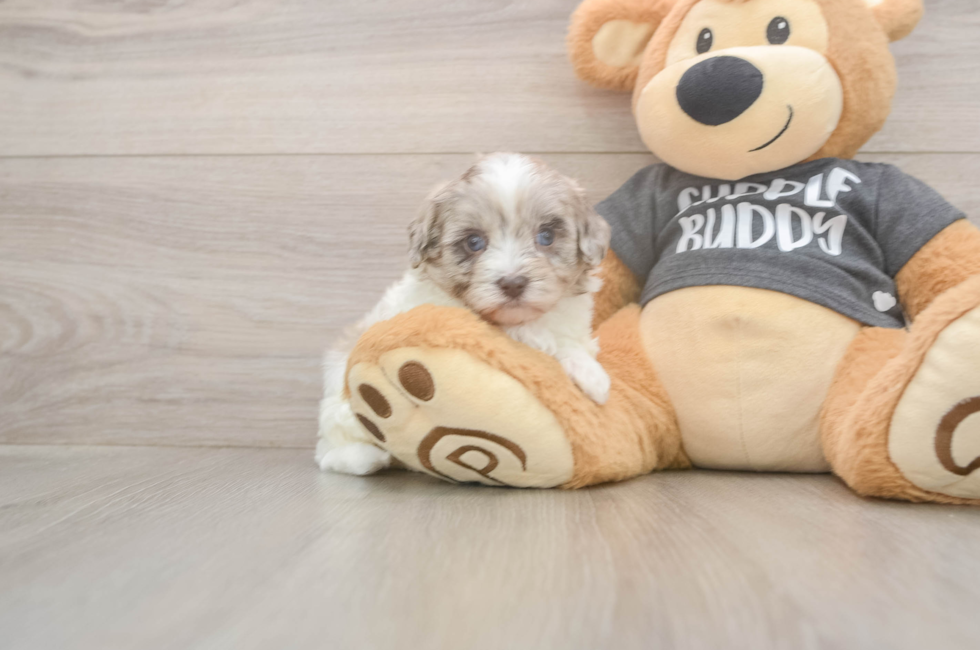 5 week old Havapoo Puppy For Sale - Windy City Pups
